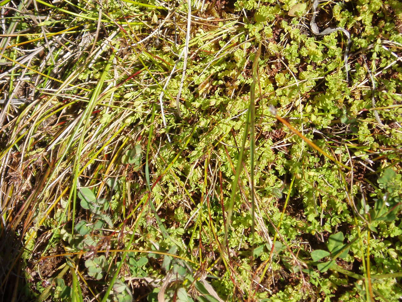 Sivun Hypericum japonicum Thunb. ex Murray kuva