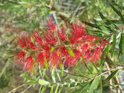 صورة Callistemon citrinus (Curtis) Skeels