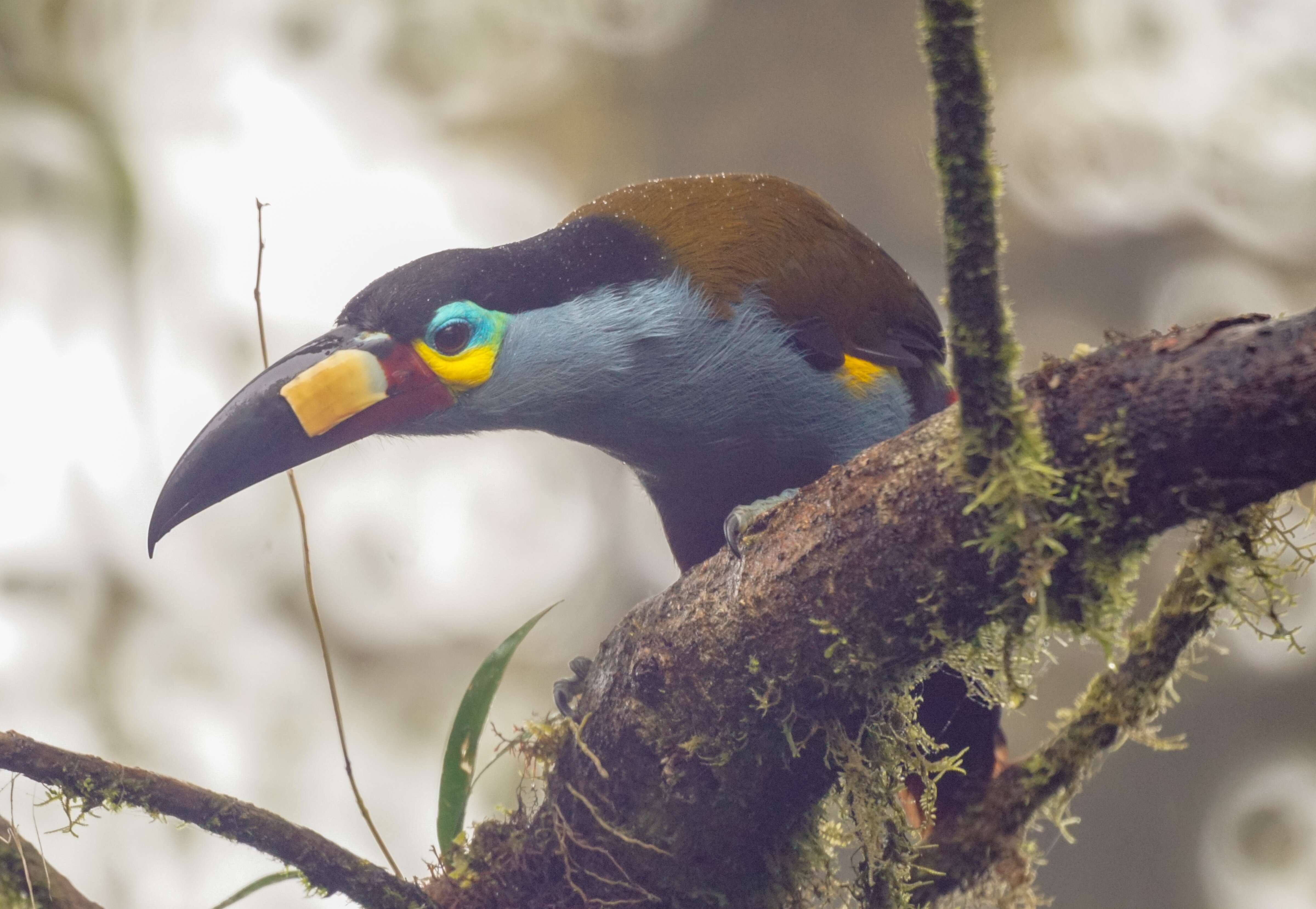 Image of Plate-billed Mountain Toucan