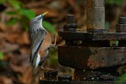 Image of Chestnut-tailed Starling