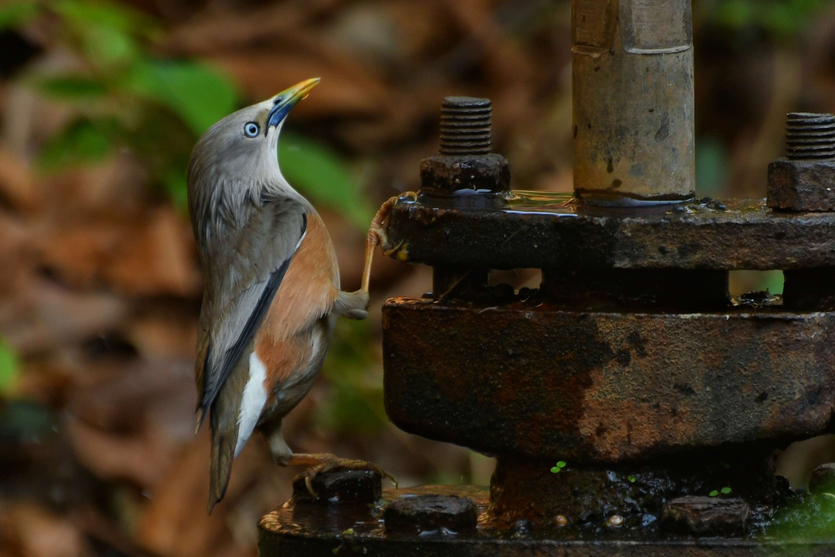 Image of Chestnut-tailed Starling