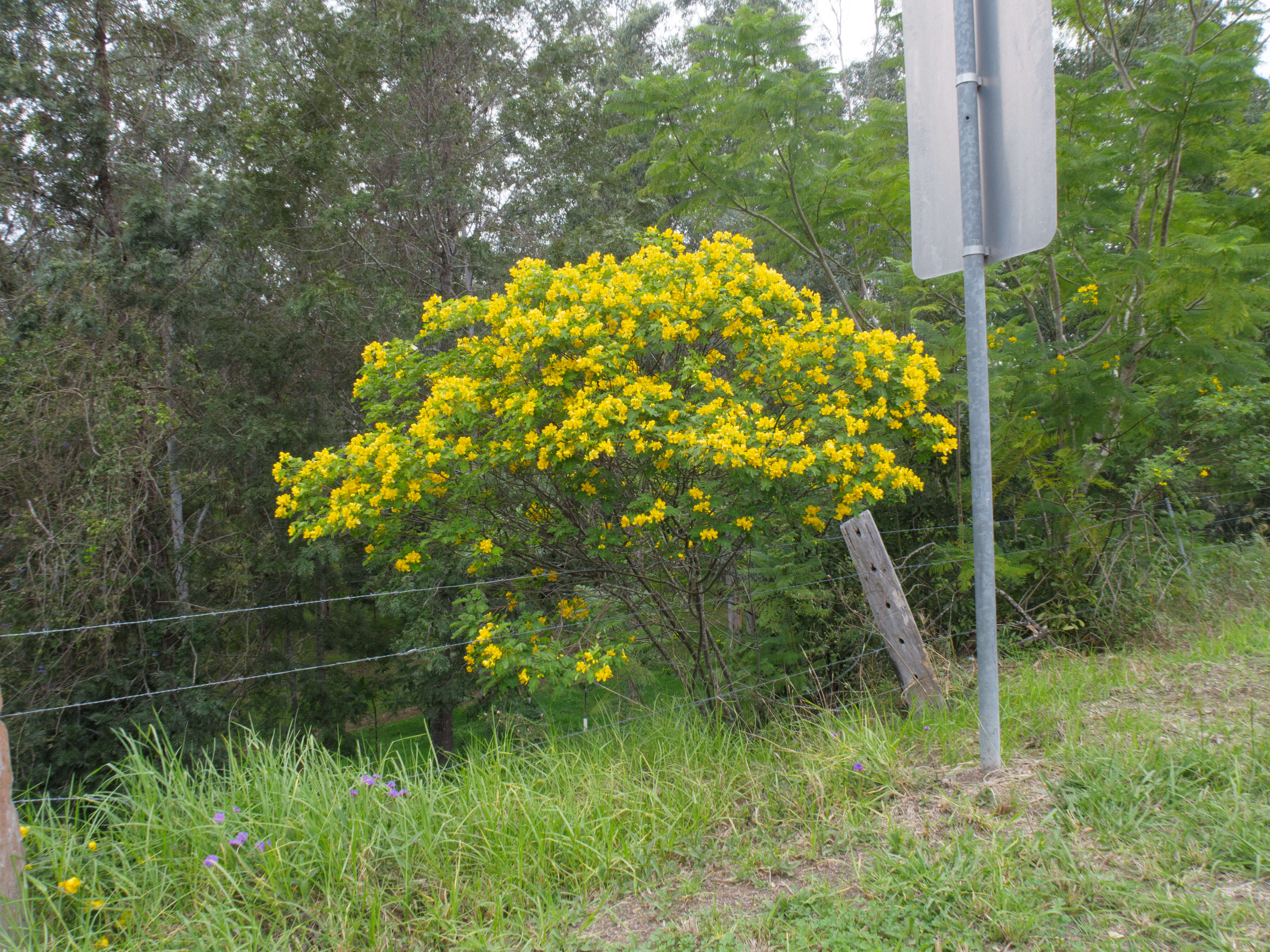 Image of valamuerto