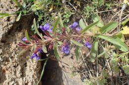 Image of Lallemantia iberica (M. Bieb.) Fisch. & C. A. Mey.