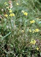 Image of Erysimum crepidifolium Rchb.