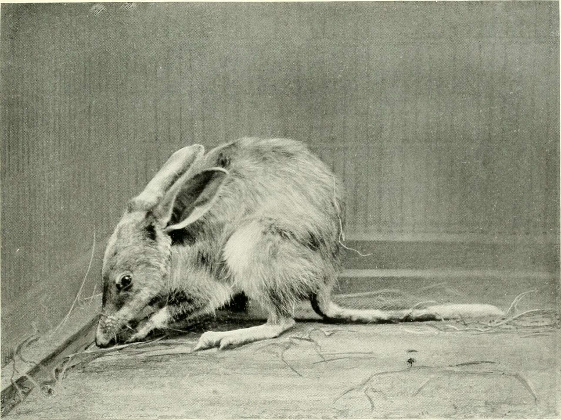 Image of rabbit-bandicoots