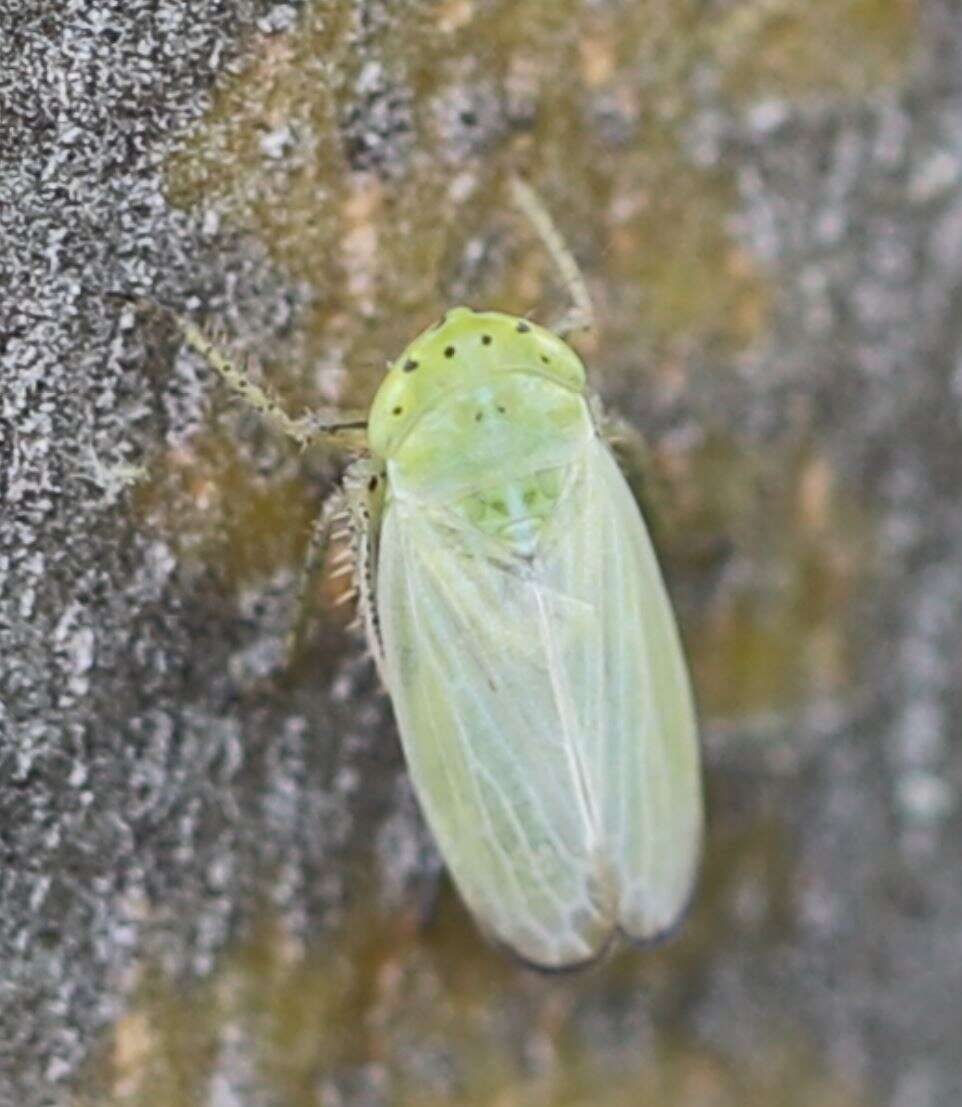 Image of Graphocraerus ventralis Fallén 1806