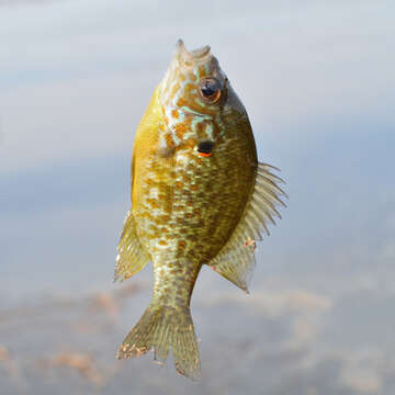 Image of Pumpkinseed