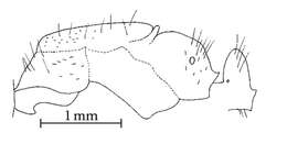 Image of Camponotus reburrus