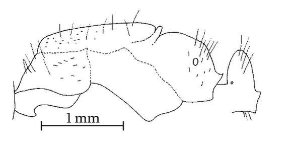 Image of Camponotus reburrus