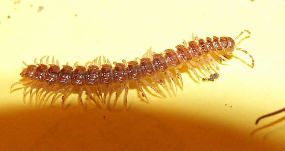 Image of Flat-backed millipede