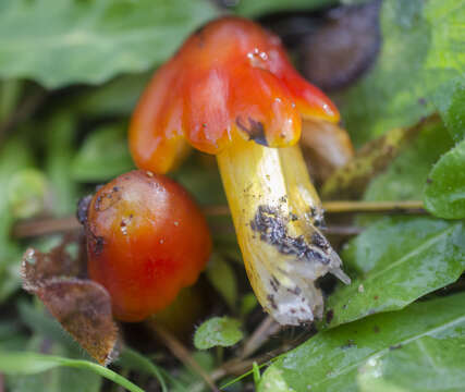 Image of Hygrocybe singeri (A. H. Sm. & Hesler) Singer 1958