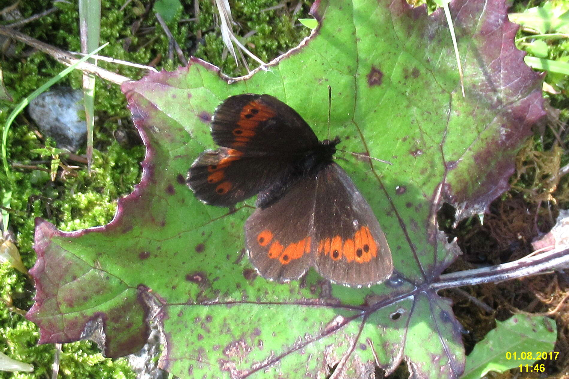 Image of Erebia euryale Esper 1777