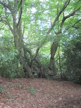 Image of hornbeam