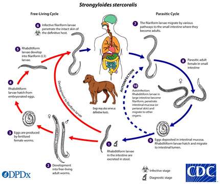 Image of Strongyloides