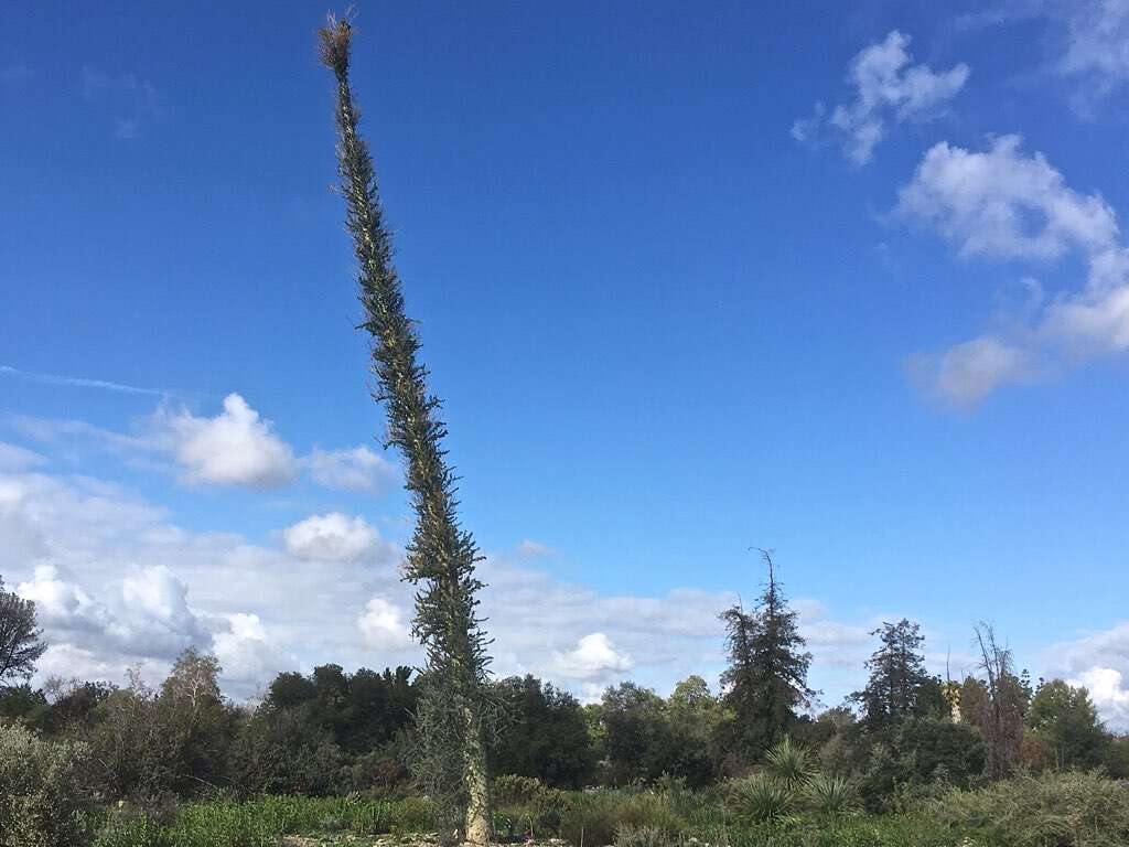 Image of boojum tree