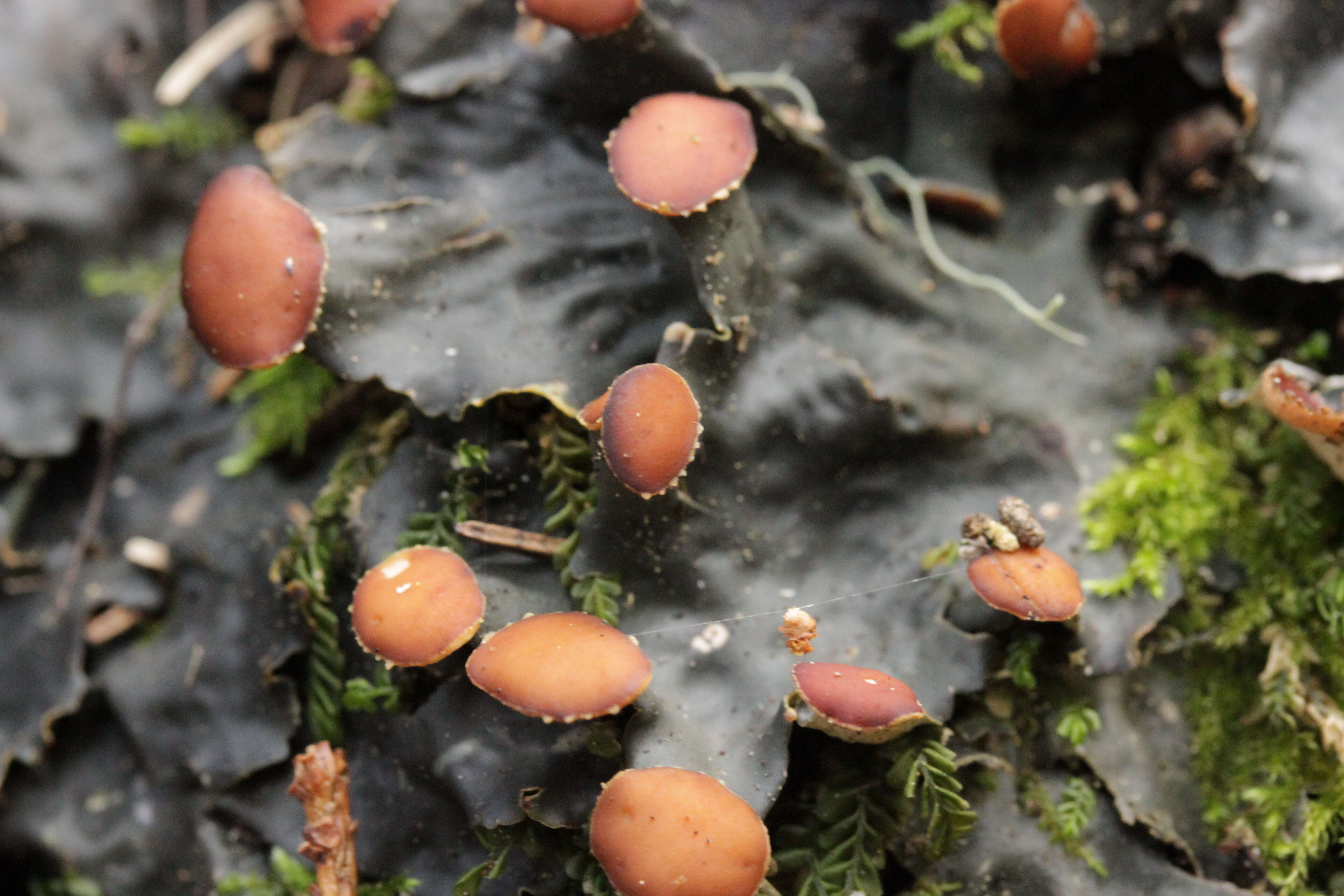 Image of Flat-fruited pelt;   Horizontal felt lichen