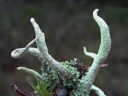 Image of cup lichen