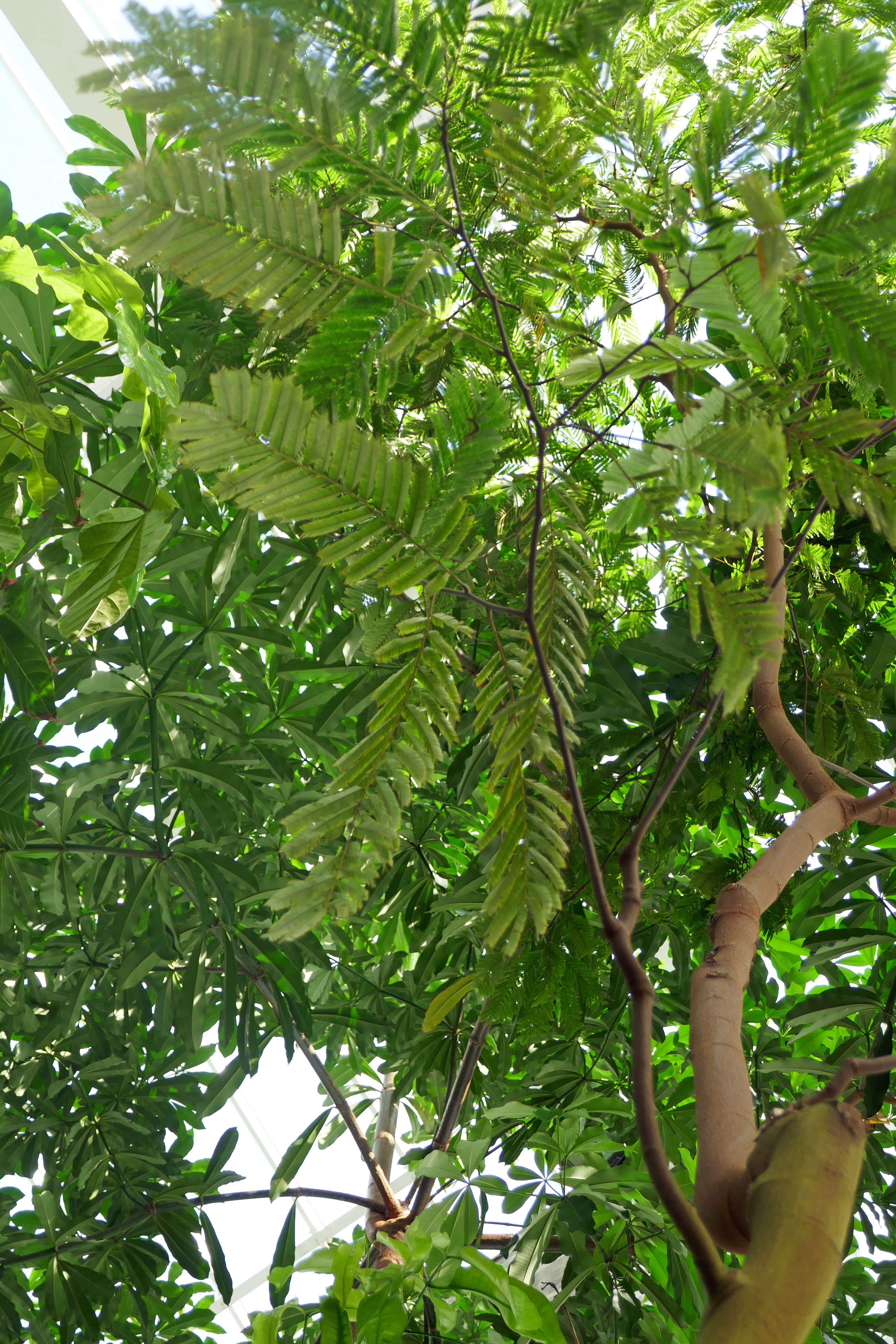 Image of Piptadeniastrum africanum (Hook. fil.) Brenan