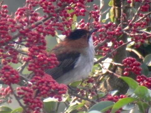 Image of Chestnut Bulbul