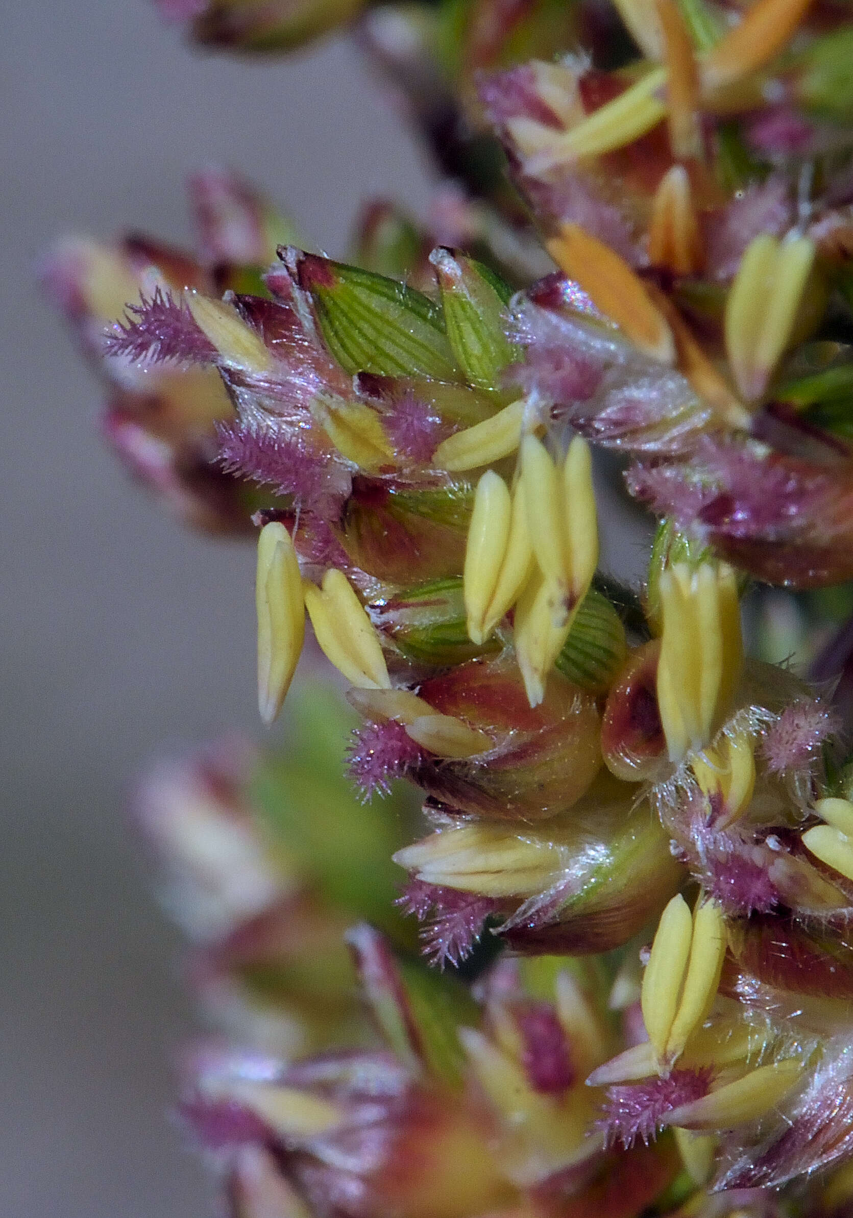 Image of sorghum