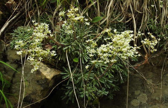 Image of Saxifraga crustata Vest