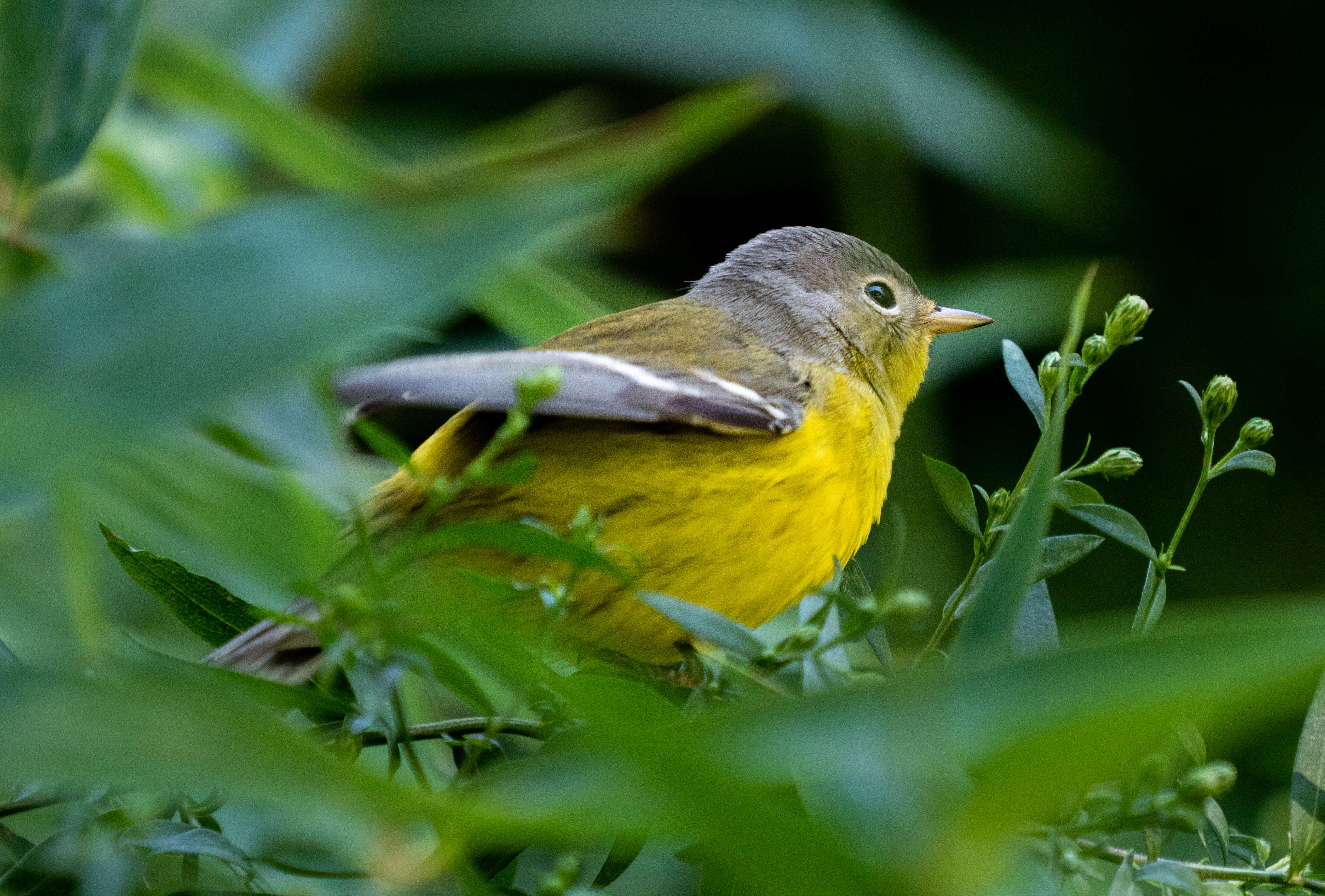 Image of Magnolia Warbler