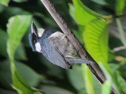 Image of Black-breasted Puffbird