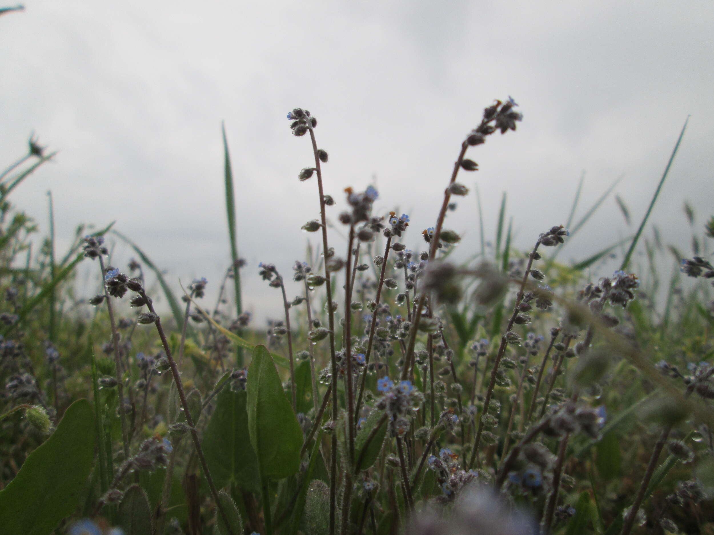 Image of Early Forget-me-not