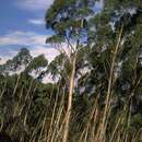 Imagem de Eucalyptus paliformis L. A. S. Johnson & Blaxell