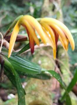 Image of Tiger orchids