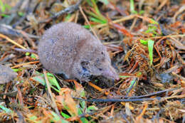 Image of greater white-toothed shrew, house shrew