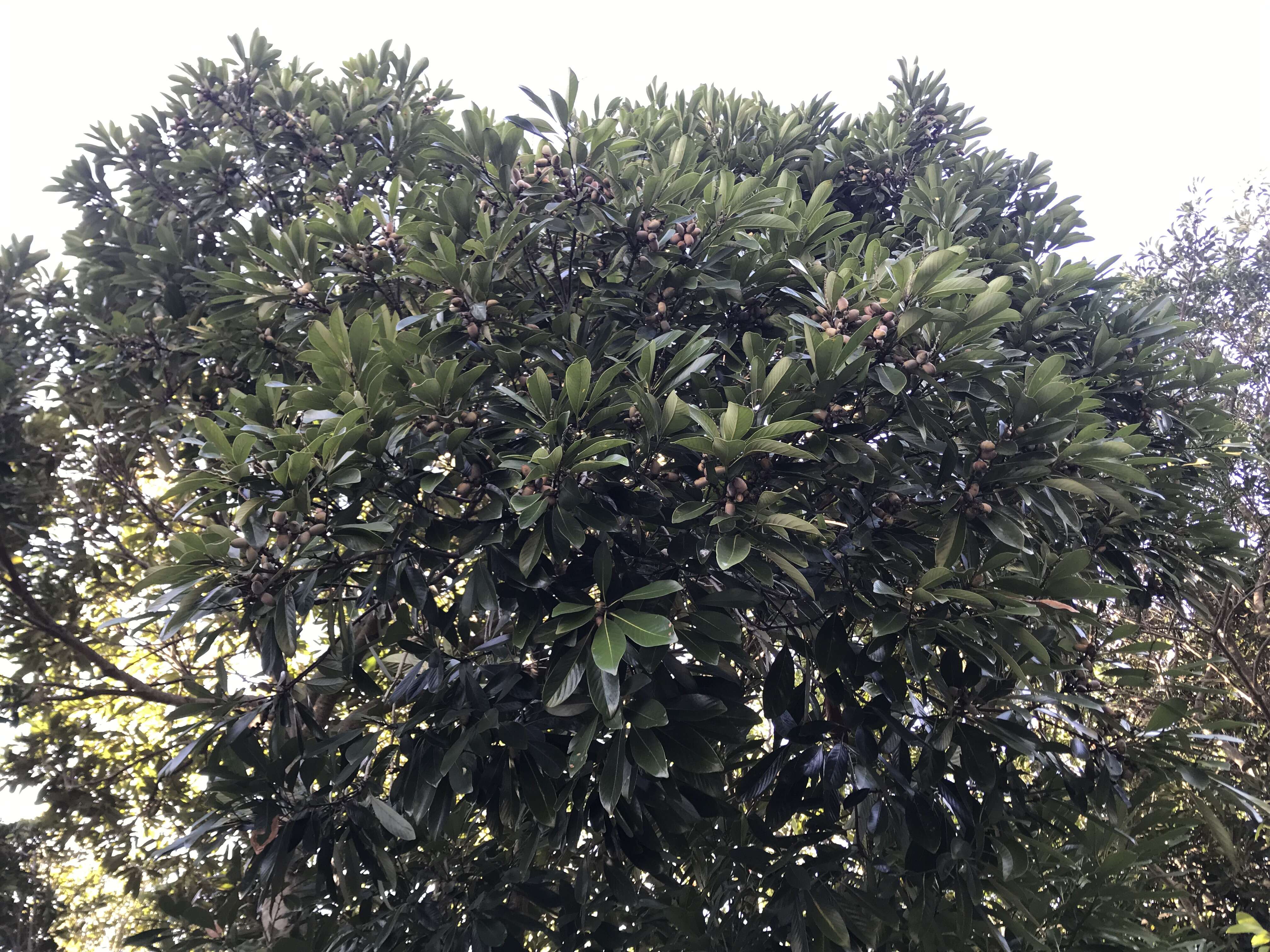 Image de Lithocarpus edulis (Makino) Nakai