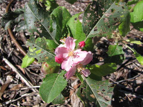 Image of paradise apple