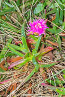 Imagem de Carpobrotus edulis (L.) N. E. Br.