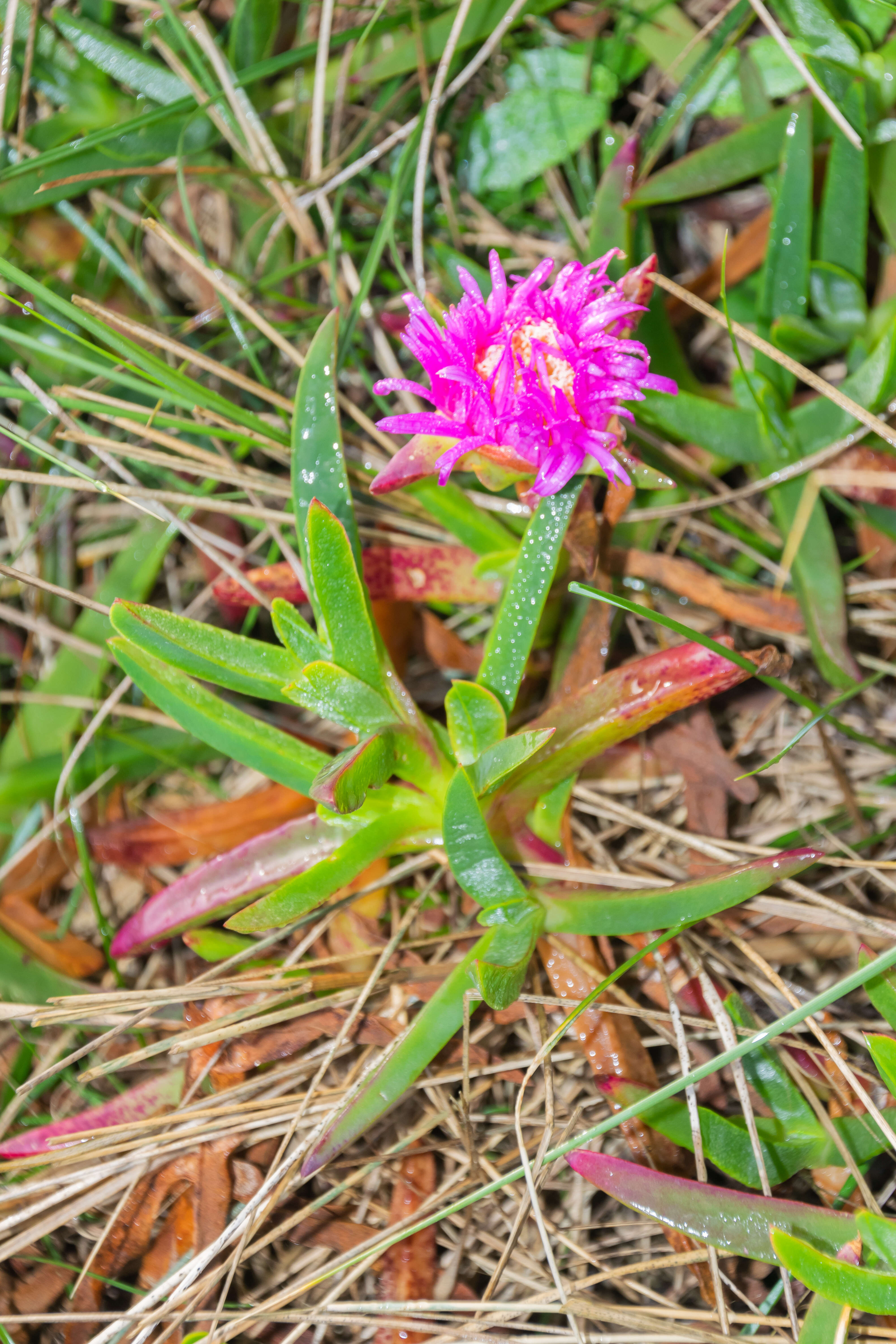 Imagem de Carpobrotus edulis (L.) N. E. Br.