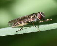 Image of <i>Platycheirus tarsalis</i>