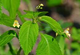 Impatiens parviflora DC. resmi