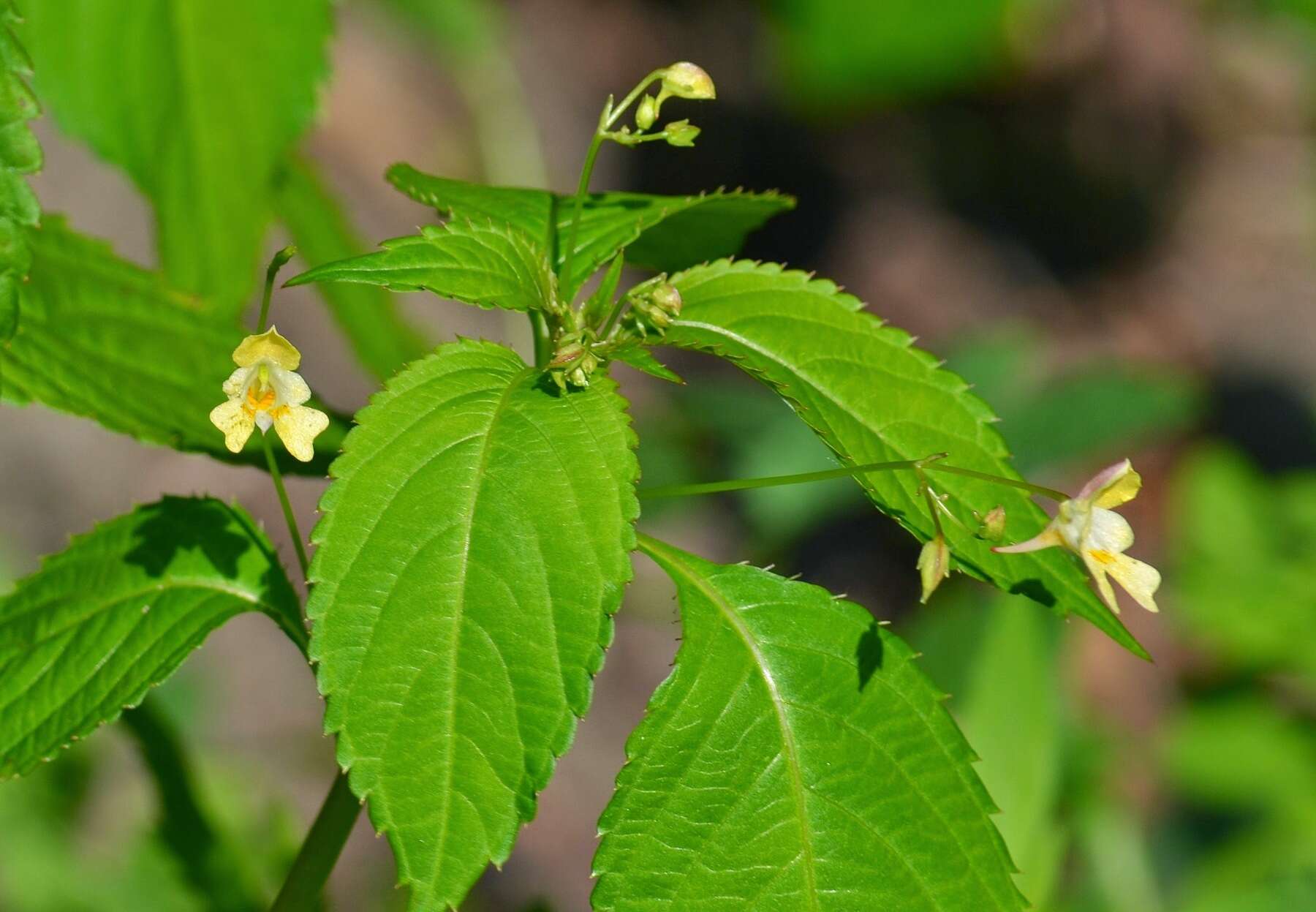 Impatiens parviflora DC. resmi