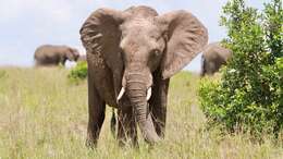 Image of African elephant