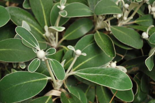 Image of Pachystegia insignis (Hook. fil.) Cheesem.