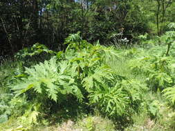 Image of Mantegazzi's Cow-Parsnip