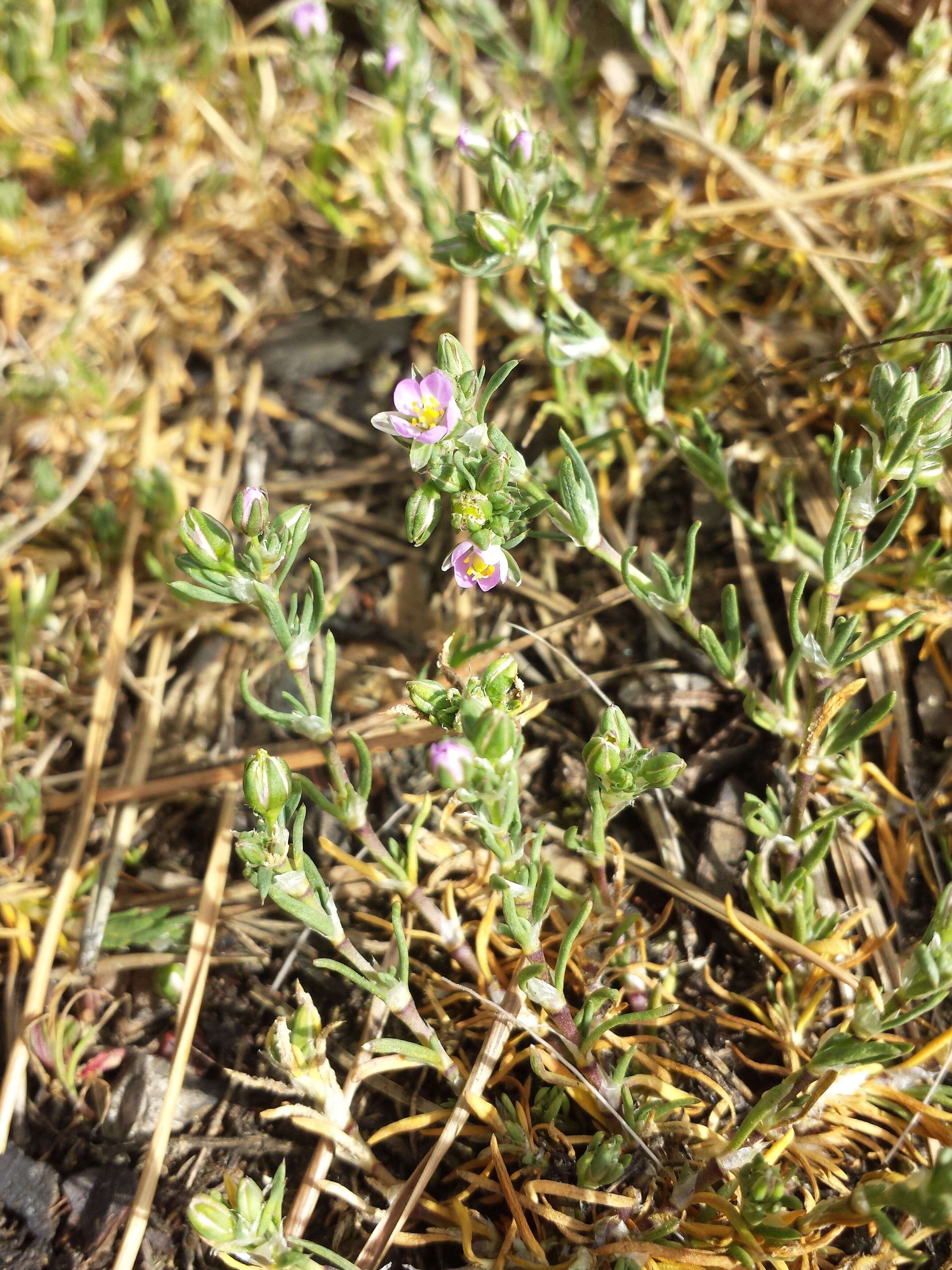 Plancia ëd Spergularia rubra (L.) J. Presl & C. Presl