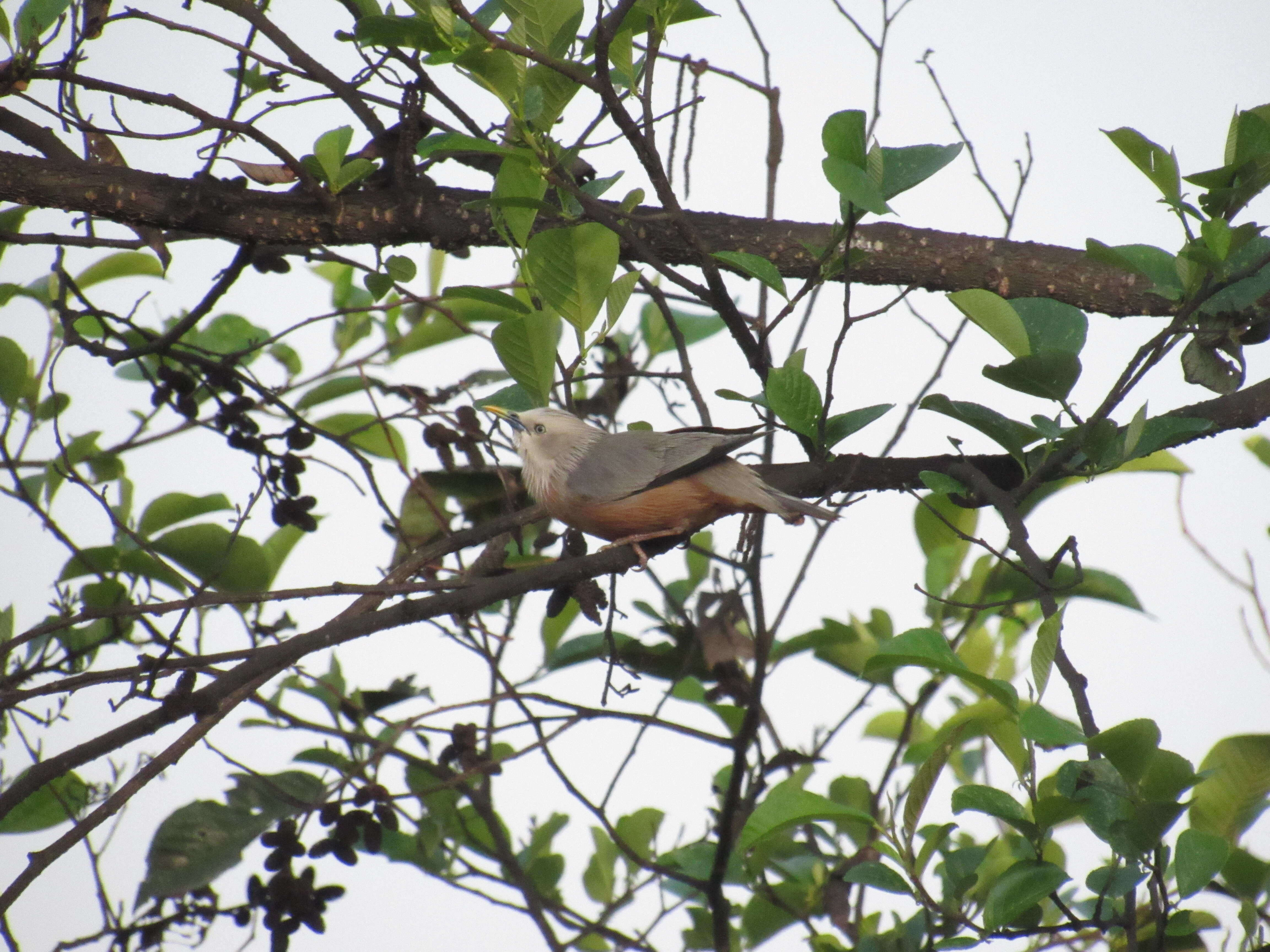 Image of Chestnut-tailed Starling