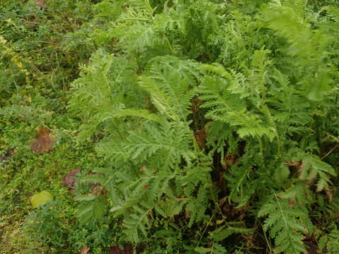 Image of common tansy