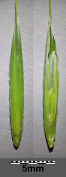 Image of hairy brome