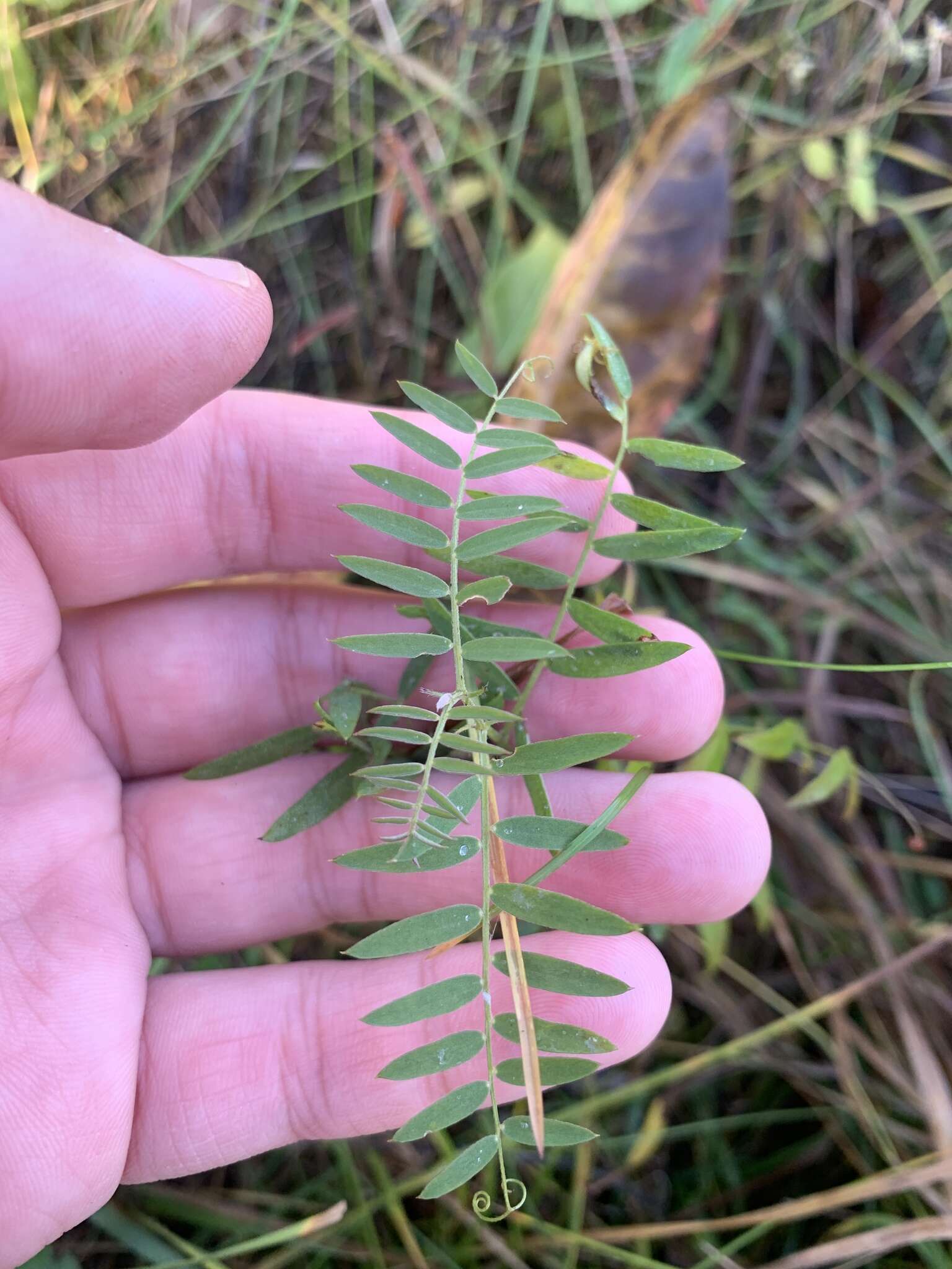 Image of bird vetch