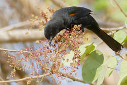 Icterus cayanensis (Linnaeus 1766)的圖片