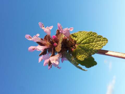 Image of purple archangel