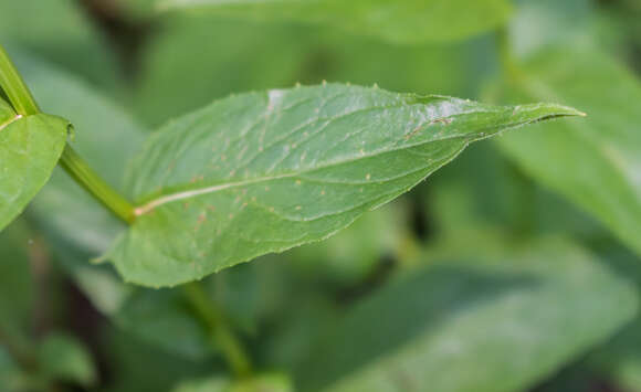 Image of few-leaved hawkweed