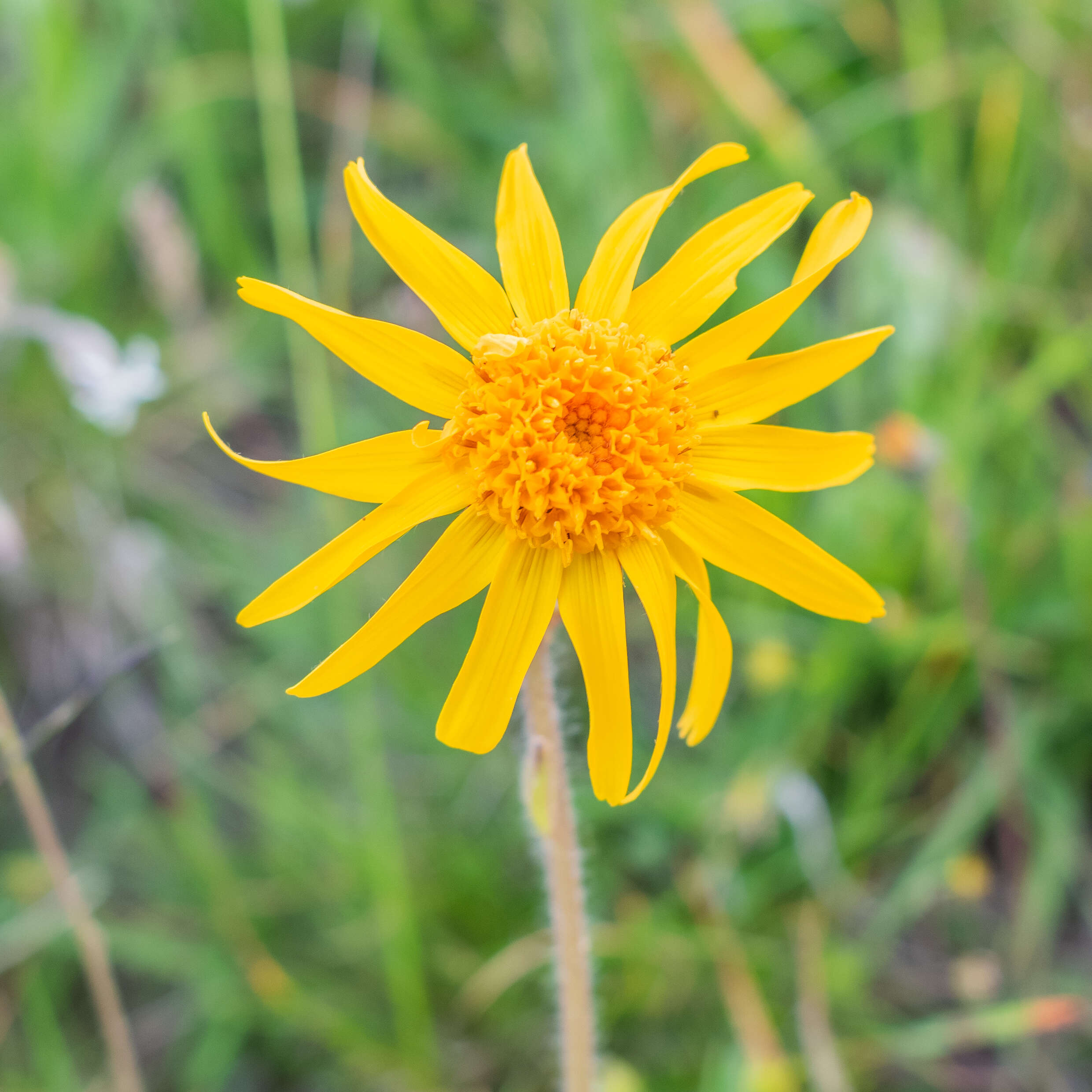 Image of mountain arnica